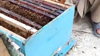 Pure honey |original|Ayub sabbri|