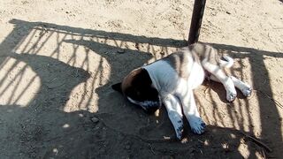 Small Baby Dog Sleeping with Happing