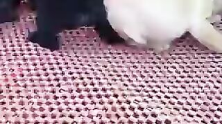New Funny Videos Dogs ????????