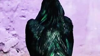 Beautiful cock
