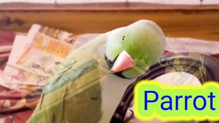 Parrot talk everything.