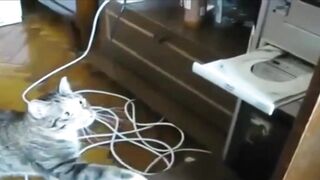 Funny Cats