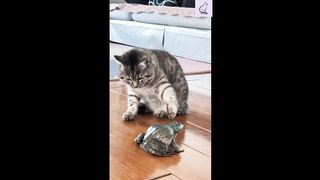 Funny Cat Videos / Attacking
