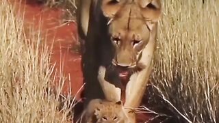 Young Cube with Mother