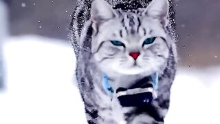 Baby Cats - Cute and Funny Cat Videos Compilation