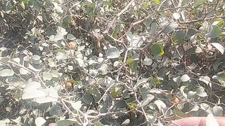 Picking up little fruit in forest