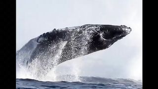 and look at this video suddenly the appearance of this sea monster almost hits the ship it is waiting for