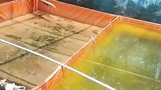 IDEALNYA kematian ikan lele itu berapa persen selama budidaya❓