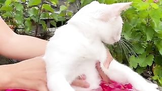 Amazing video