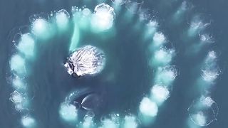 look at the dance of these sea monsters, it's really amazing