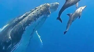 look at dolphins leading sea monsters, and that's a real fact, this is the natural world of the ocean #animals #sea