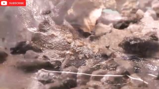 Amzonig fish clip4