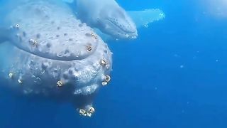 Look at the size of humans like us, they are very small and worthless, once we enter their mouth, everything will disappear