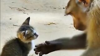 Monkey ???? save little cat ????❤️