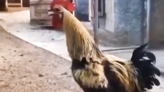 Hen wahala