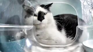 Mr. Polite Cat | Part-2