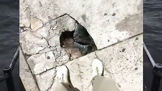 Funny video