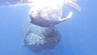 two sea monsters making love