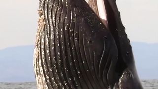 When they are hungry, they often hunt in groups, kings of the open sea