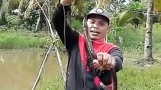 big eel strike