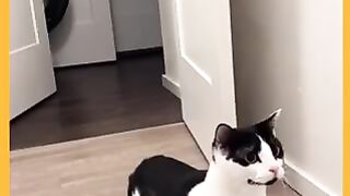 funny cat video