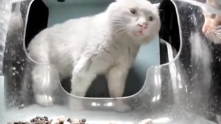 Side Eye Cat/Mr.Fresh Battle!