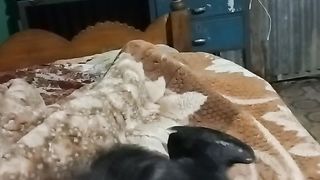 কবুতরের বিডিও