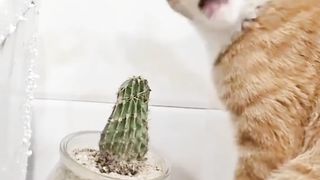 Kocheng Oyen Hobby Makan Kaktus