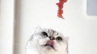 Amazing video