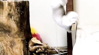 Kitten Salah Perhitungan Ketika Melompat