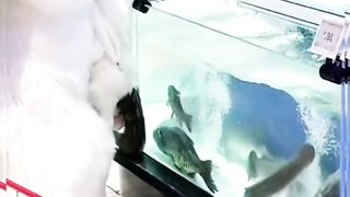 Dikirain Kocheng Raksasa