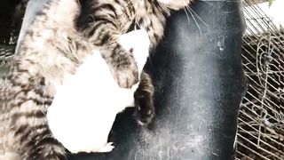 Kocheng Belang Punya Banyak Teman Hewan Tikus