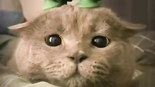 Relaxasi cat