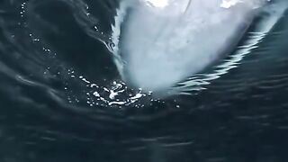 Ikan Paus Terbesar Disamudra