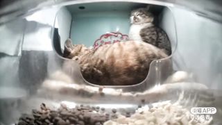 Mr. Fresh and Friends Cat Fight! (Part 2)
