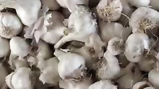 आज का लहसुन मंडी भाव शुजालपुर मंडी 28/02/2024