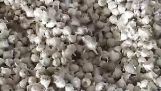 आज का लहसुन मंडी भाव शुजालपुर मंडी 28/02/2024