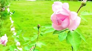 O sinner, if you repent a hundred times and could not do it, then do not despair, Allah is Forgiving