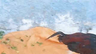 Running cock