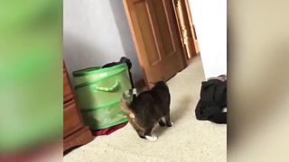 Funny Cats ???? Funniest Cat Videos 2022 ???? chapter 7