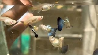 Guppy farm