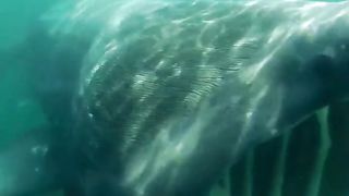 The basking shark is a coastal-pelagic shark found worldwide in boreal to warm-temperate waters