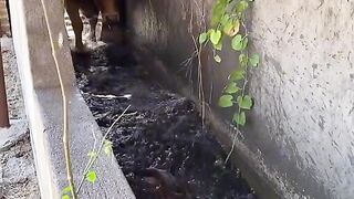 Amazing video