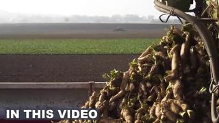How to Cultivate Millions of Golden Vegetable Buds in Dark Room - Belgian Endive.