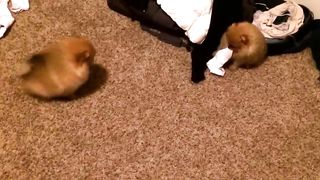 Pomeranian puppies play tug of war. Single sock solutions.