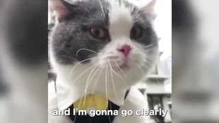 Chillin' Cats???? Funniest Cats ???? Best Of The 2022 Funny Cat Videos