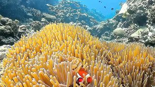 Nemo fish, the most loyal fish in the underwater world, will not even move from the place where it lives until it dies