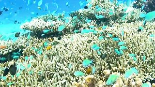 paradise life under the sea