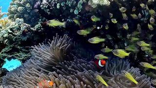 The fact is that under the sea, there is a very peaceful and happy life,