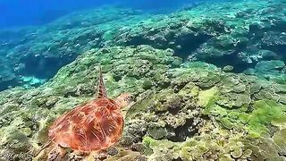the fact that heaven is under the sea